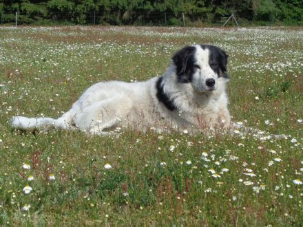 Hundepension & Gassiservice – liebevoll, ruhig und individuell