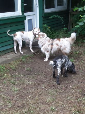 Hundepension & Gassiservice – liebevoll, ruhig und individuell