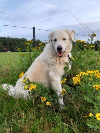 Hundepension & Gassiservice – liebevoll, ruhig und individuell