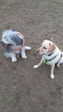 Hundepension & Gassiservice – liebevoll, ruhig und individuell