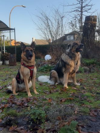 Hundepension & Gassiservice – liebevoll, ruhig und individuell