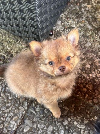 Chihuahua Welpen langhaar