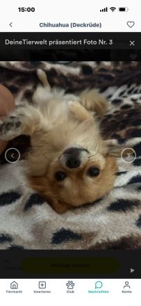 Chihuahua Welpen langhaar