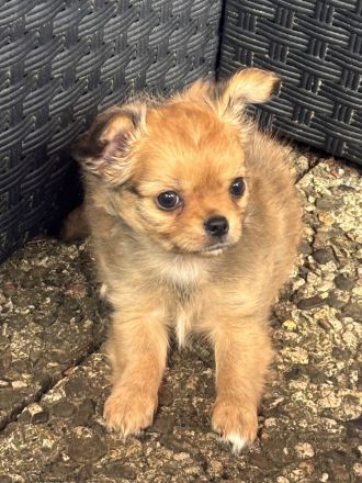 Chihuahua Welpen langhaar