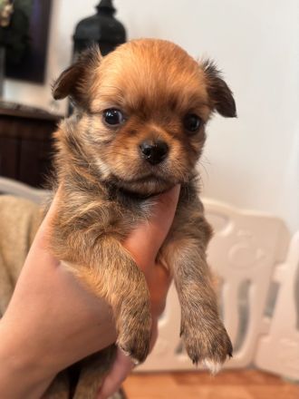 Chihuahua Welpen langhaar