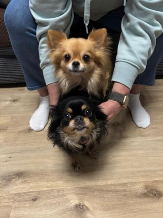 Chihuahua Welpen langhaar
