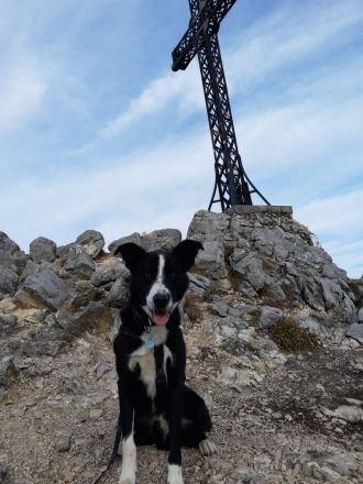 Zip - schlauer Charakterkopf sucht erfahrenes Zuhause