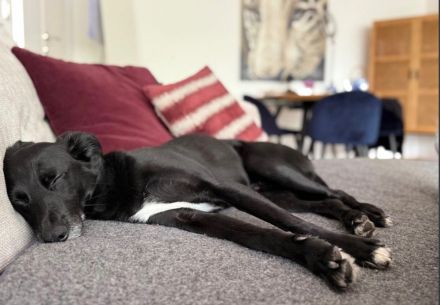 Mika - Traumhund sucht Traumzuhause