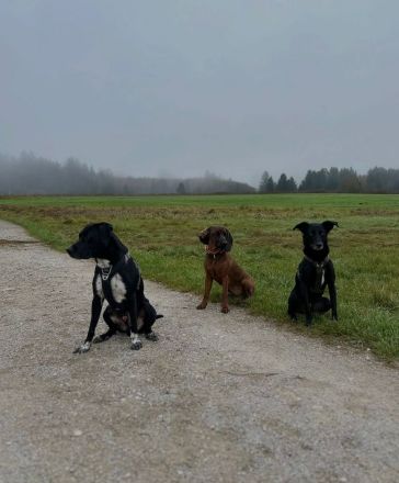 Mika - Traumhund sucht Traumzuhause