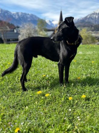 Mika - Traumhund sucht Traumzuhause