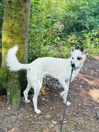 Murphy – Wirbelwind möchte aus der Stadt raus