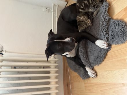 Amstaff mix