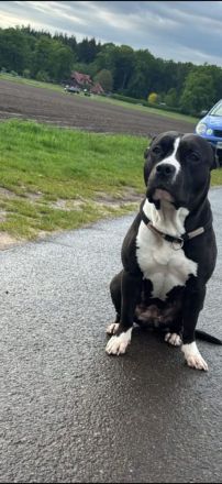 Amstaff mix