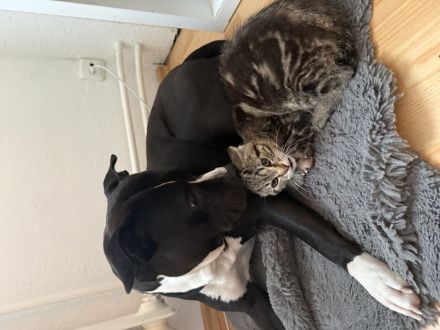 Amstaff mix
