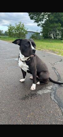 Amstaff mix