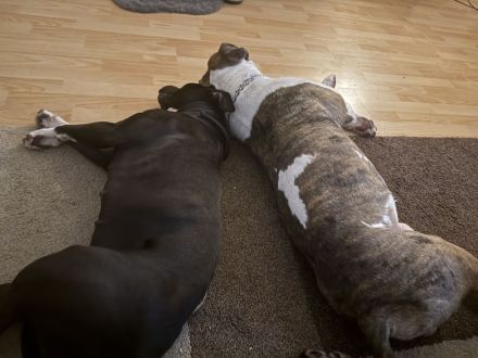 Amstaff mix