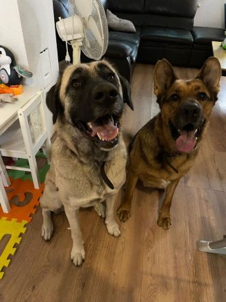 Bella - die Softvariante eines Kangals