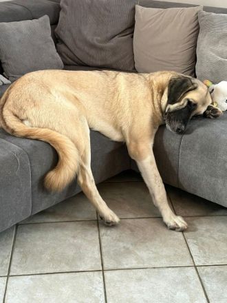 Bella - die Softvariante eines Kangals