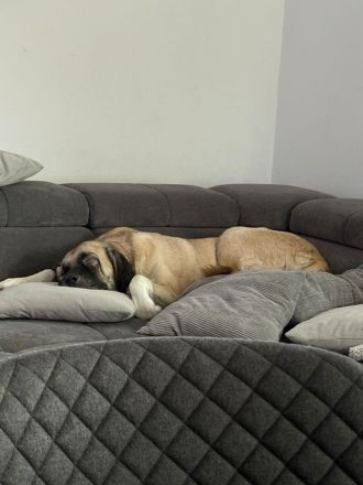 Bella - die Softvariante eines Kangals
