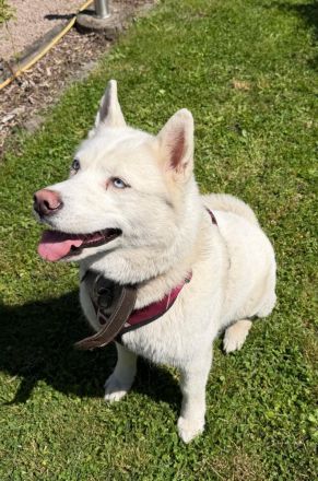 Husky Dame Nala sucht dringend