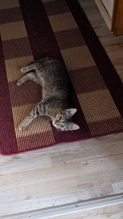 Verkaufe unsere Katze Bella