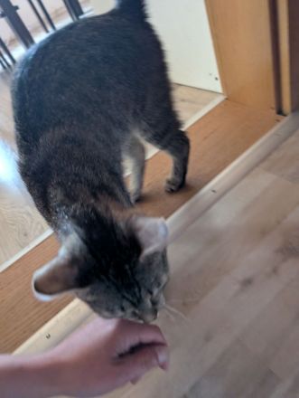 Verkaufe unsere Katze Bella