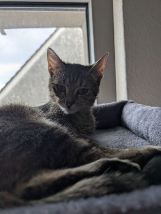 Verkaufe unsere Katze Bella