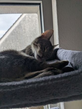 Verkaufe unsere Katze Bella