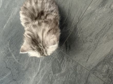 Wunderschöne Britisch Langhaar Kitten