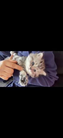 Wunderschöne Britisch Langhaar Kitten