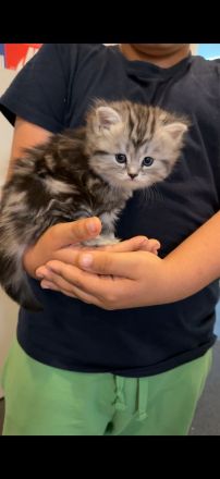 Wunderschöne Britisch Langhaar Kitten