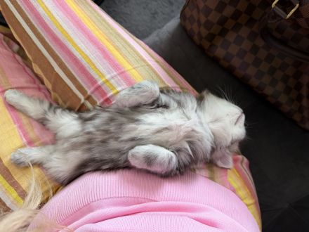 Wunderschöne Britisch Langhaar Kitten