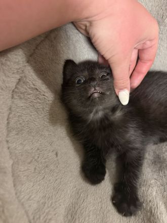 Süße Britisch Kurzhaar Kitten