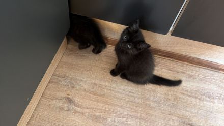 Süße Britisch Kurzhaar Kitten