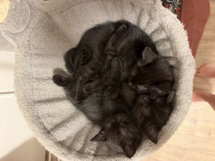 Süße Britisch Kurzhaar Kitten