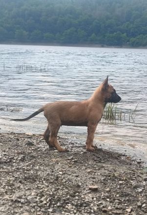 Malinois Welpen