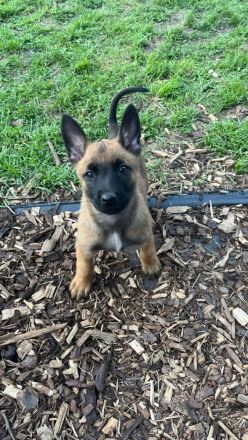 Malinois Welpen