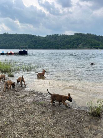 Malinois Welpen