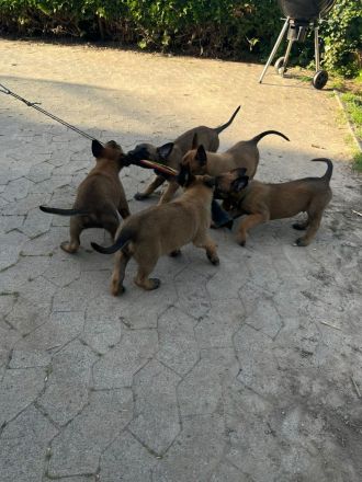 Malinois Welpen