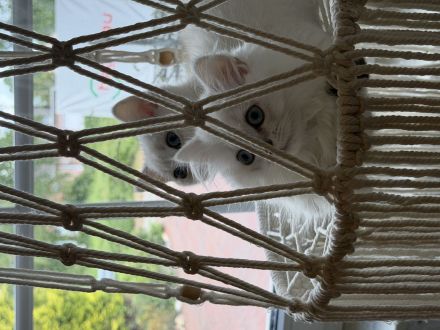 BKH BLH Kitten
