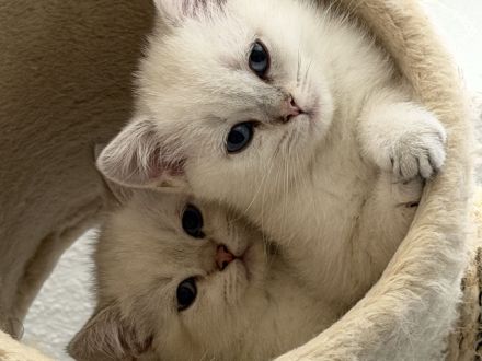 BKH BLH Kitten