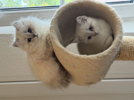 BKH BLH Kitten
