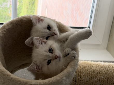BKH BLH Kitten