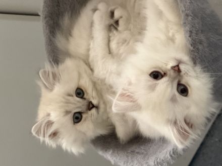 BKH BLH Kitten