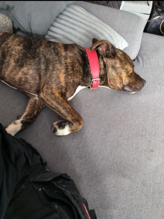Liebevoller Staffordshire Bullterrier abzugeben