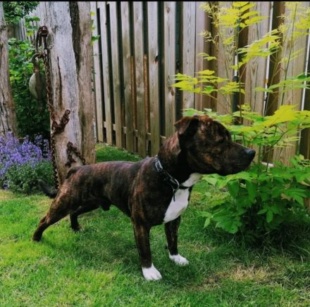 Liebevoller Staffordshire Bullterrier abzugeben