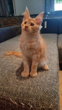 Maine coon Weibchen