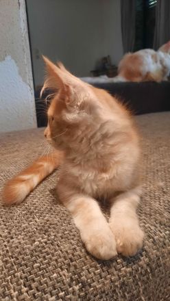 Maine coon Weibchen