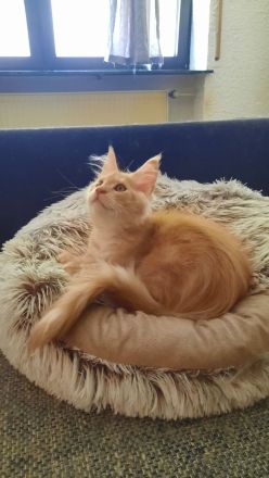 Maine coon Weibchen