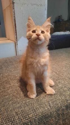 Maine coon Weibchen